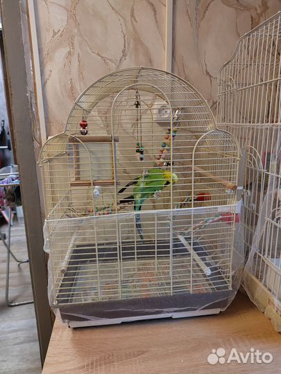 Волнистый попугай швед получех