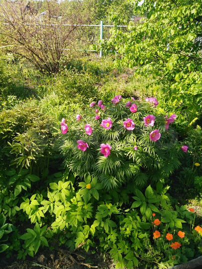 Дача 54 м² на участке 7 сот.