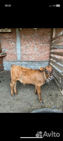 Коровы и бычки