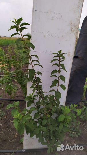 Вишня войлочная