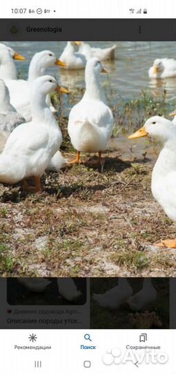 Мясо домашней птицы
