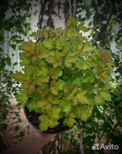 Калина Nanum Нано Нанум