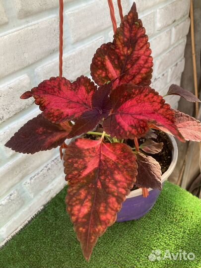 Колеусы из питомника растений