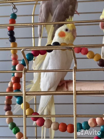 Попугай корелла птенец