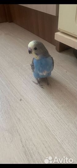 Волнистый попугай птенец