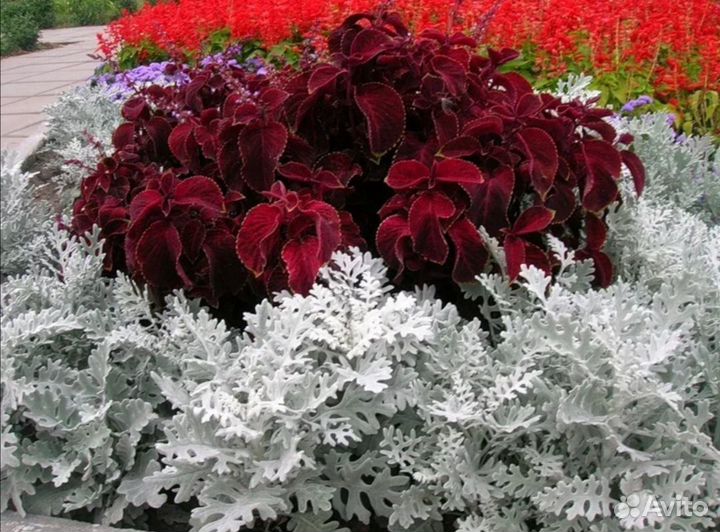 Цинерария Крестовник пепельный Jacobaea maritima