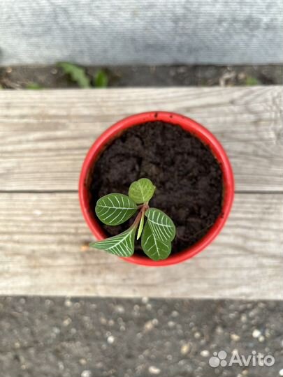 Молочай с горшком