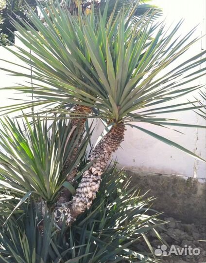 Юкка пальмовая (древовидная)