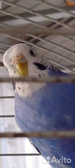 Волнистый попугаи