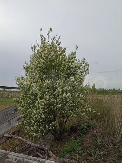 Участок 15 сот. (ИЖС)