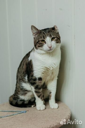 Кот Аким ищет дом