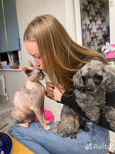 Передержка животных/ догситтер/ кэтситтер