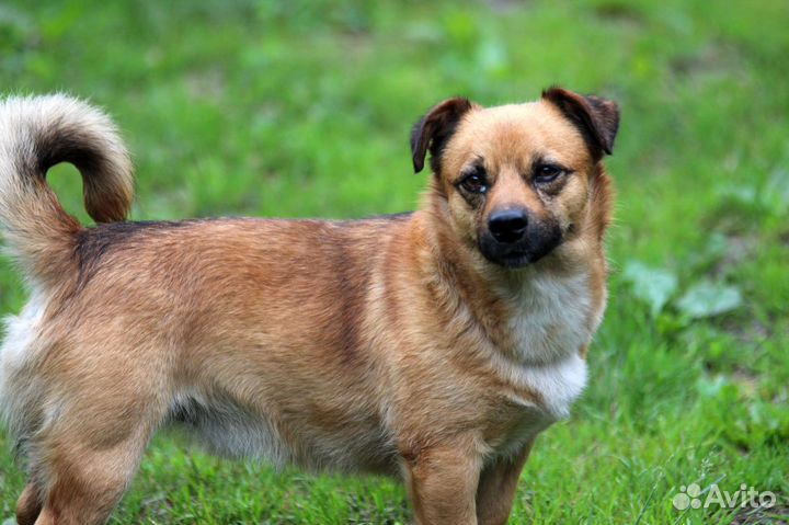 Обьектив sigma 180MM 2/8 macro canon EF