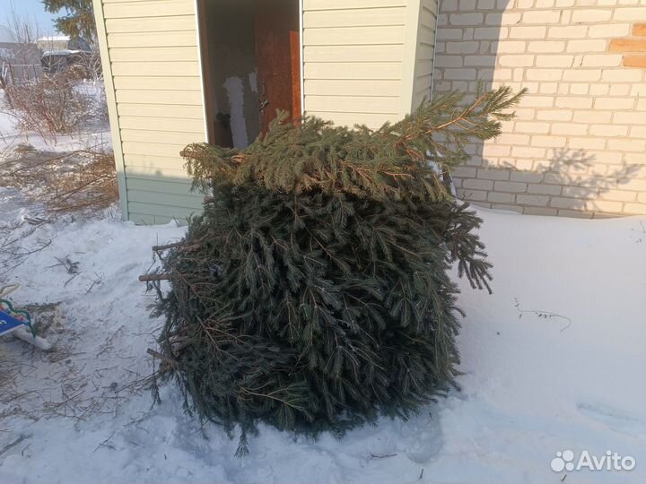 Лапник еловый