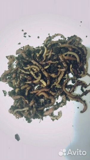 Червь,черви Владимирский старатель