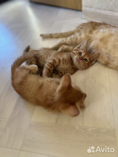 Два рыжика в добрые руки