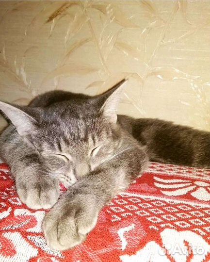 Котик Арчи