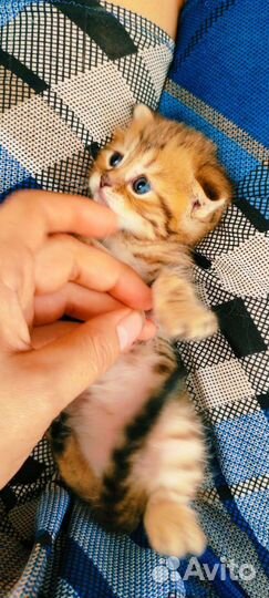 Шотландские озорники