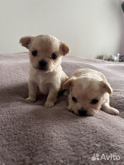 Щенки чихуахуа мини