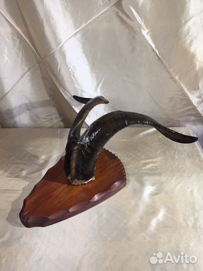 Рога Антилопа