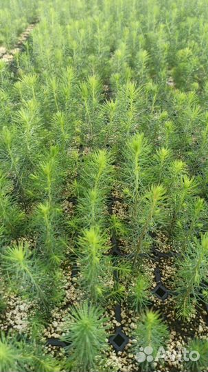 Саженцы ели зкс от производителя