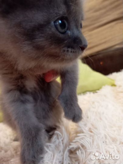 Котенок девочка 1 месяц