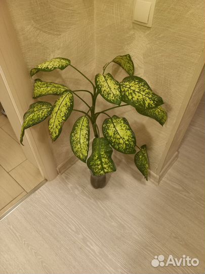 Диффенбахия