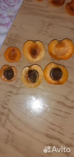 Абрикос саженцы от года до 3х лет