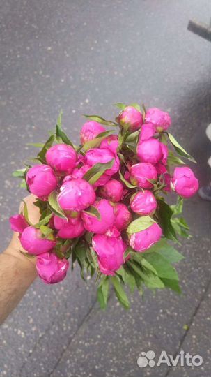 Пионы, Букеты, розница