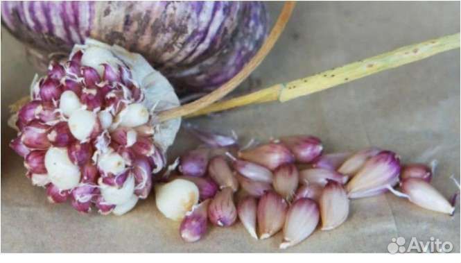 Семена чеснока бульбочки(воздушка) Григорий Комаро