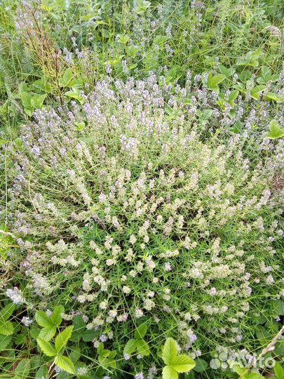 Иван чай ферментированный