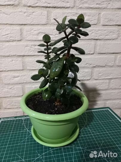 Денежное дерево, толстянка