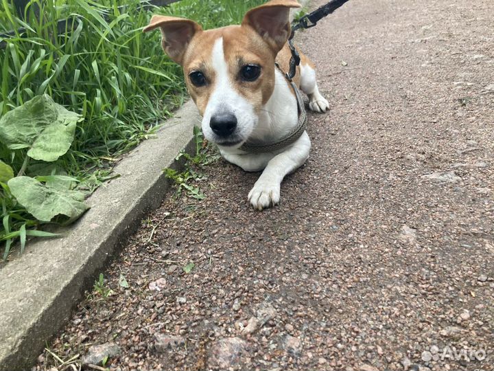 Джек Рассел терьер вязка