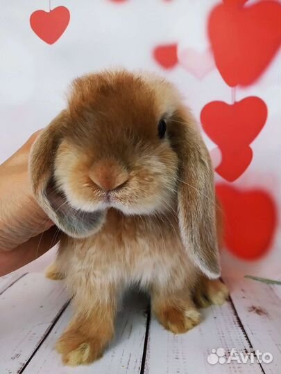 Крольчата редких окрасов