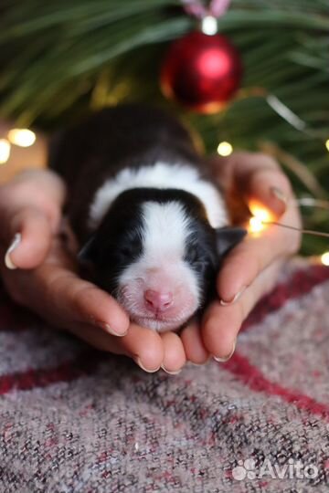 Щенки бордер колли