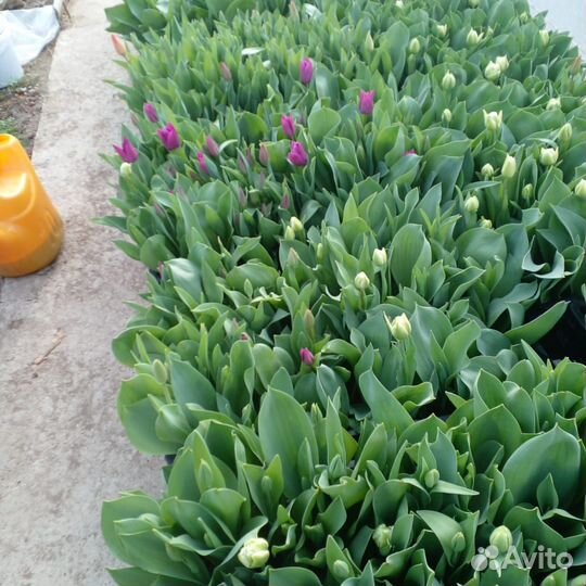 Тюльпаны пионовидные и лаптоп