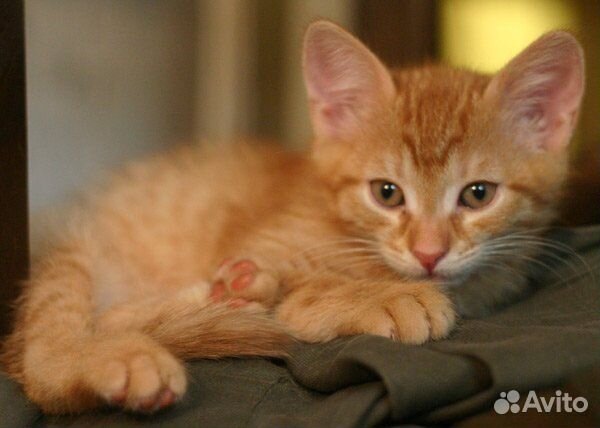 Рыжий котенок