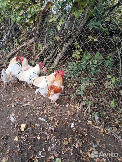 Молодые петухи