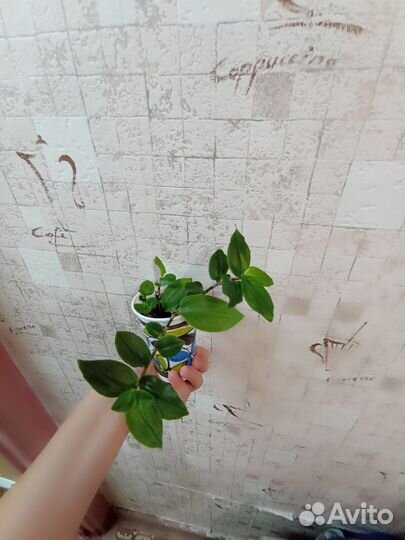 Традесканция зеленая