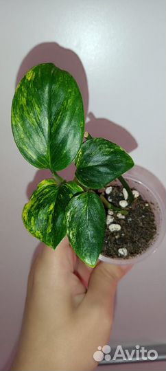 Филодендрон Кобра жëлтая