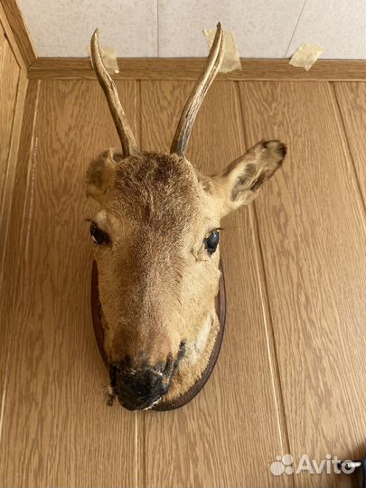 Чучело головы косули