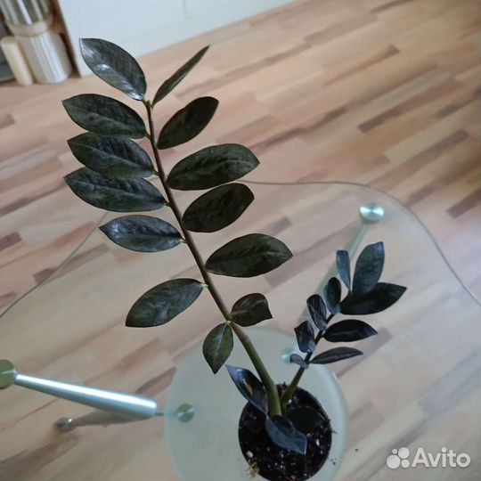 Замиокулькас черный равен