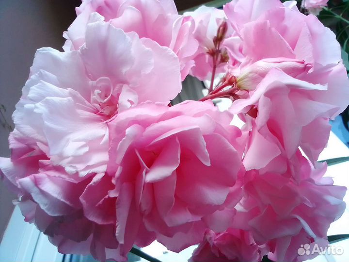 Олеандр розовый, махровый, большой, цветущий