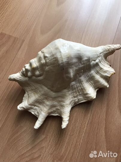 Ракушка морская большая