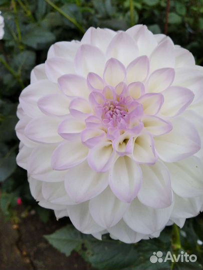 Лилии белые луковицы