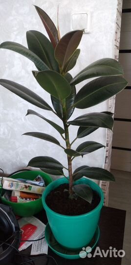 Комнатные цветы