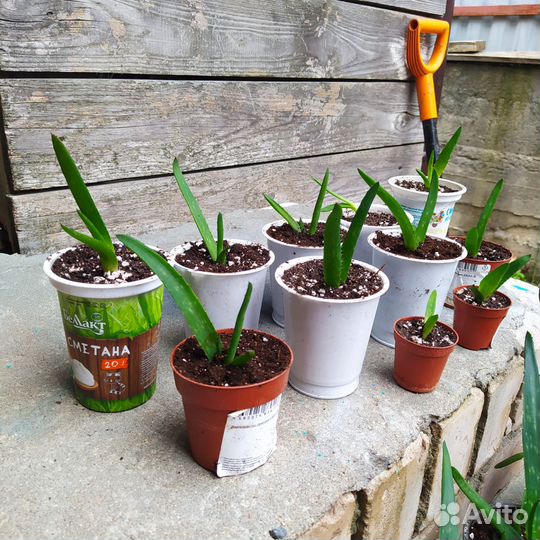 Алоэ вера (настоящий)