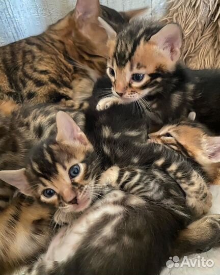 Бенгальская кошка