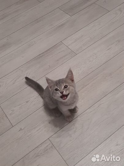 В добрые руки котенок