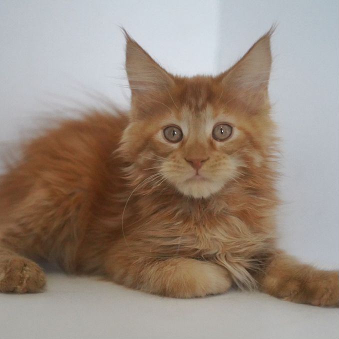 Ино Сакура порно